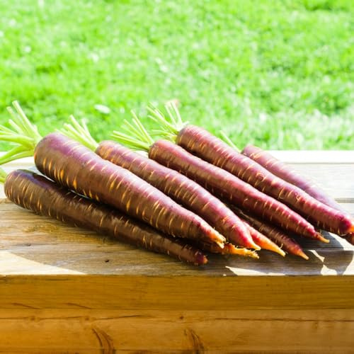 semi di carota di carota biologici di invernali, in crescita resistenti per il giardino, esotiche 200pcs