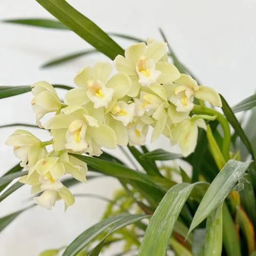 semillas de orquídeas cymbidium - perennes resistentes cubren el suelo, jardín 100pcs