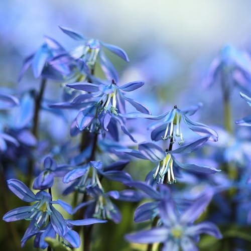Semi di scilla - campo perenni resistenti Scilla siberica - perenne resistente di vecchie varietà 100pcs