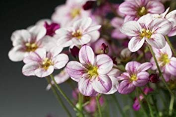 50 graines - Graines de fleurs de tapis Saxifraga Highlander Rose Nuances graines de printemps : seulement des graines