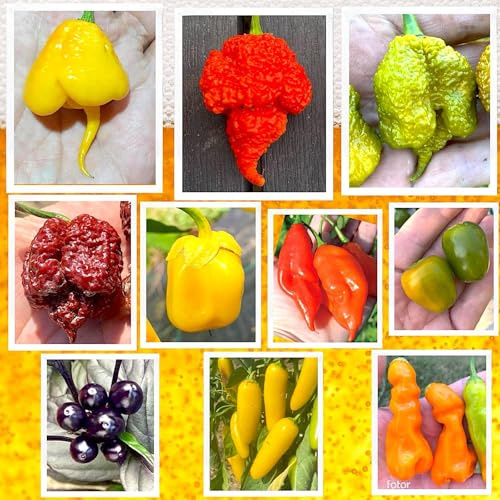 100 GRAINES de PIMENT CHILI dans 10 Variétés Des Plus FORT Au Monde, Collection 3 + Guide: CAROLINA REAPER YELLOW, BEAST, MORUGA BRAIN, BORG 9, BUBBLEGUM, HABANERO, ROCOTO, PEARL, JALAPENO, E-ROTICO