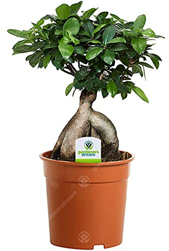 Ficus Ginseng - 1 Pflanze - Haus/Büro innen Pflanzenbaum im 12cm Topf