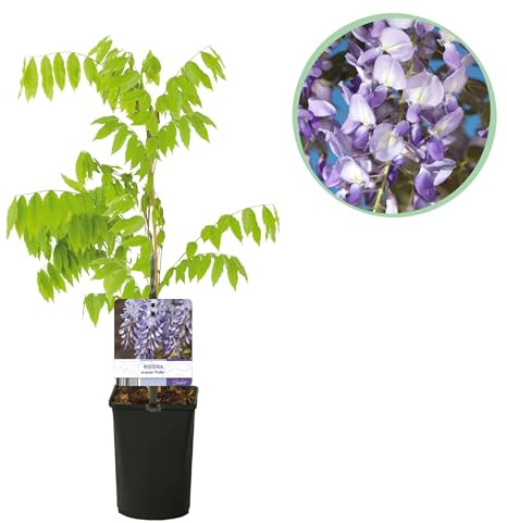 Wisteria - Wisteria floribunda Prolific - Flor Azul - 1 planta - 30-40cm - Ø10cm - Planta de jardín