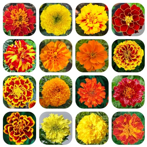 ringelblumensamen bio, bodendecker winterhart hochbeet balkon mehrjährig zimmerpflanze stauden 1500pcs