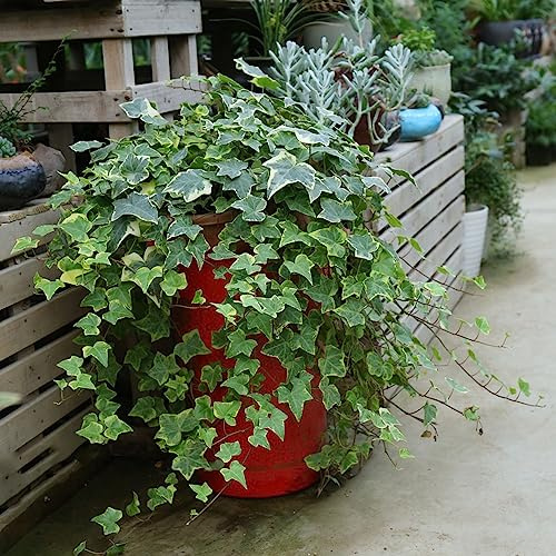 Semi di edera sempreverde, resistente al freddo prodotti sostenibili balcone d'appartamento purificatrici d'aria esotiche ufficio antiche varietà di 65pcs