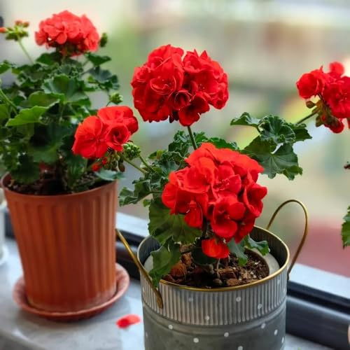 semi di geranio pendenti decorativi resistenti balcone geranio decorazione da giardino per esterni, tappeto semi di aiuola rialzata per luoghi 25pcs