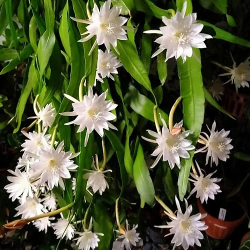 Semillas de Epiphyllum, Epiphyllum oxypetalum, balcon Variedades antiguas 300pcs