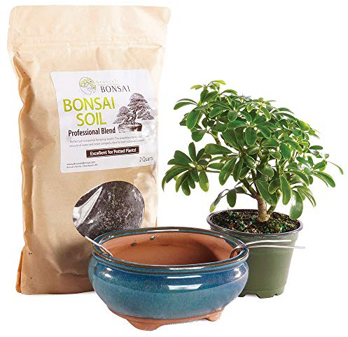 Brussel's Bonsai Live Hawaiian Umbrella Bonsai Tree Kit - Small Indoor Hawaiian Umbrella Tree - Bonsai Kit with Ceramic Bonsai Pot and Bonsai Soil