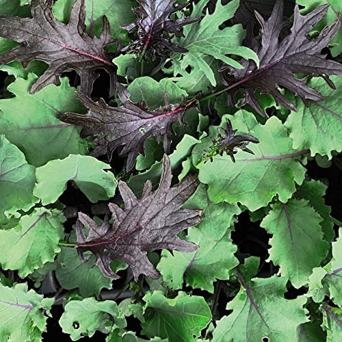 Kale 'Babyleaf Mix' Brassica Borecole Dwarf Blue Scarlet Red Kale Cavolo Nero Hardy Annual Easy to Grow Your Own Outdoor Garden Vegetable Plants 1x Pack (Approx. 250 Seeds) by Thompson and Morgan