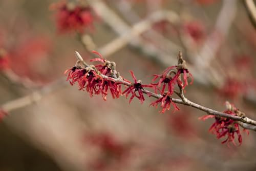Zaubernuss Hamamelis intermedia Ruby Glow 60-80 cm winterhart | Winterblüher mit rubinroten Blüten, duftend, pflegeleicht, sonnig bis halbschattig, ideal für Garten und Vorgarten