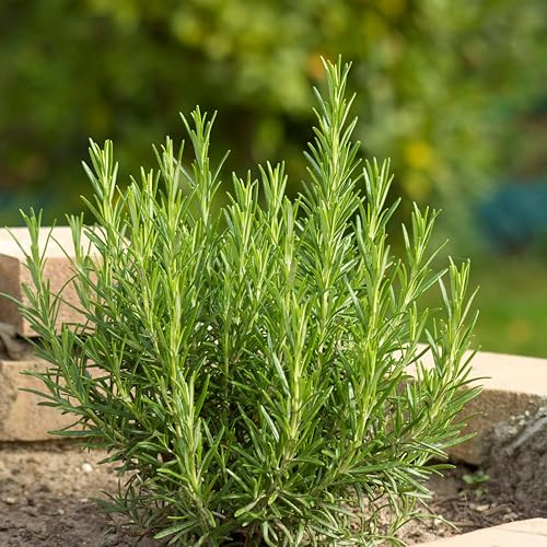 Bloomique Lot de 3 plantes de romarin - Rosmarinus Officinalis - Plantes aromatiques - Plantes de jardin - Résistantes à l'hiver - Hauteur : 10-20 cm - Pot de 9 x 9 cm