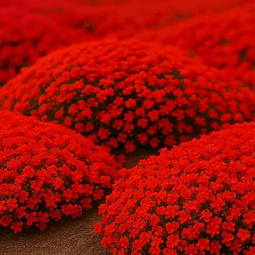 3000Pcs Creeping Thyme Seeds, Flower Seeds Ground Cover Carpet, Creeping Thyme Perennial Flowering Garden