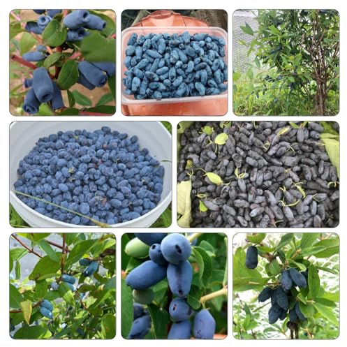 Mirtillo siberiano, mirtillo americano - semi di per la decorazione del giardino all'aperto sostenibili Semi resistenti per balcone giardino 400semi