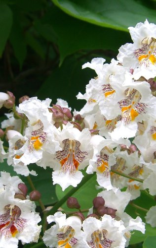 Seedeo Trompetenbaum (Catalpa bignonioides) 50 Samen