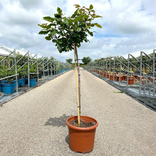 Stammrose 'Augusta Luise®', Edelrose, Stammhöhe 60cm im 7,5 Liter Topf