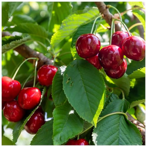 Lapins Cherry Tree 3-4ft Tall, 6L Pot, Self-Fertile & Ready to Fruit,Heavy Cropper 3fatpigs®