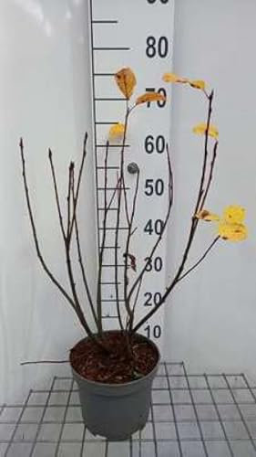 Amelanchier spicata - Ähren-Felsenbirne 40-50 cm Container