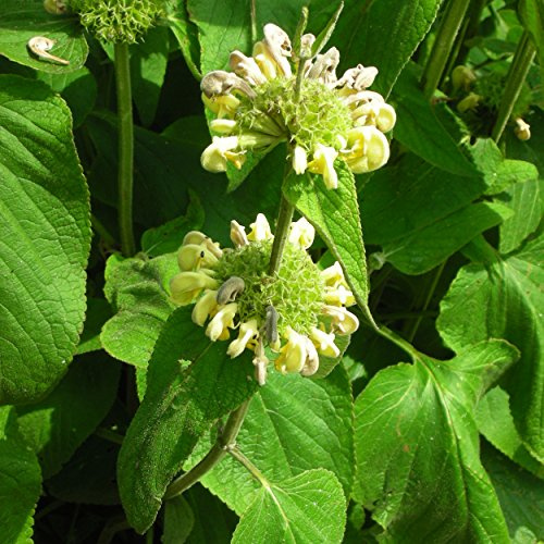 Blumixx Stauden Phlomis russeliana – Syrisches Brandkraut, gelb blühend, winterhart, Bienenmagnet, im 0,5 L Topf, pflegeleicht für sonnige Beete