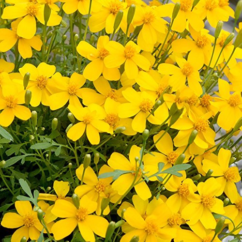 Aachondra 100pcs graines de fleurs d'estragon mexicain jaune