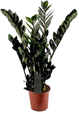 Scharze Glücksfeder, (Zamioculcas zamiifolia), Sorte: Super Nova, Zamie, Zamia Farn, Zamia Palme, pflegeleichte Zimmerpflanze (im 17cm Topf. ca. 75cm hoch)