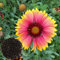 Benoon Semi Di Gaillardia Pulchella, 100 Pz/Borsa Semi Di Gaillardia Pulchella Prolific Gaillardia Pulchella Piantine Per Balcone Semi di Gaillardia pulchella Foug