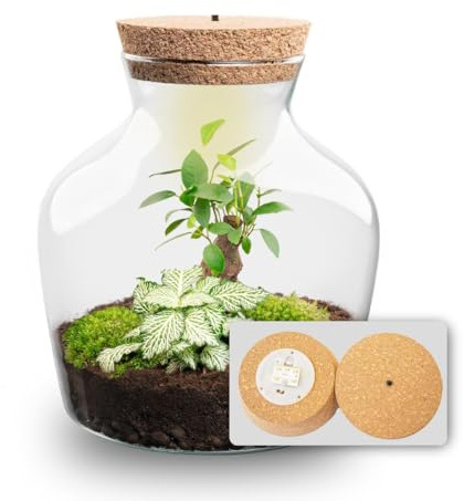 urbanjngl - Little Joe Pflanzen Terrarium mit Licht - DIY Kit für EIN geschlossenes Ökosystem - Durchmesser 20 cm, Höhe 22 cm - Ideal für Pflanzenliebhaber und Dekoration