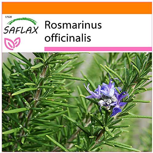SAFLAX - Garden in the Bag - Rosmarino - 100 semi - Rosmarinus officinalis