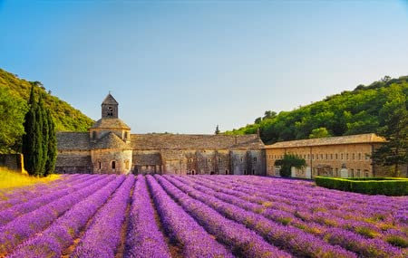 adrium Holz-Bild 60 x 40 cm: Abtei von Senanque und blühende Reihen Lavendelblüten bei Sonnenuntergang. Gordes, Luberon, Vaucluse, Provence, Frankreich, Euro(42929803)
