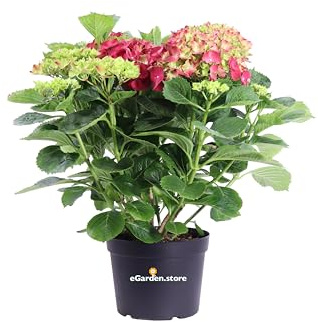 Pianta di Ortensia pianta da fiore varie colorazioni pianta ornamentale di Ortensia pianta da esterno pianta fiorita pianta vera venduta da eGarden.store (Rosa Scuro v.19 cm)
