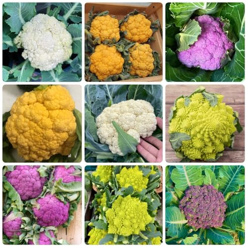 semillas de coliflor, orgánicas jardín de semillas de coliflor exóticas 600pcs