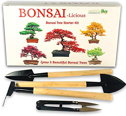 Bonsai Tree Kit - Grow Your Own Bonsai Tree Kit. Sustainable ECO Gardening Gift +Tool Set. Seed Germination Starter Kit with 6 Seed Species to Grow. Unique Gift Idea for men & women. Beginner friendly