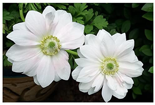 Oliwier's Bulbs 20x Anemone Mount Everest Bulbs Beautiful White Spring Flowering Corms Garden Perennial Autumn Planting Flowers Size 5/6