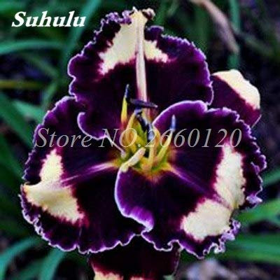 LLAVORS : 100 peces rares Hemerocallis flors exòtiques Co híbrid Hemerocallis coberta Blooming en Test Planta de Flore jardí de DIY Decoració: 16:Seeds Only