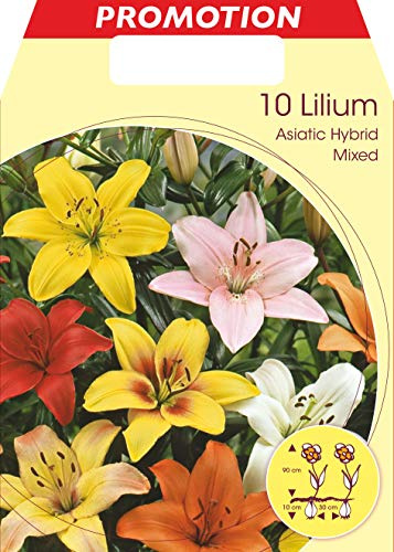 BULBI PRIMAVERILI LILIUM ASIATIC MIX CONFEZIONE DA 10 BULBI BULBS BULBES