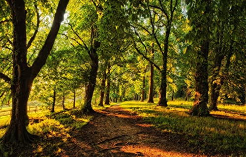 LHJOYSP Puzzle lustig 1000 Teile,natürliche Schönheit,Wald,Spur,Nadelbäume,75x50cm