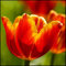 Tulipán Bulbos, Bulbos de Tulipán, Bulbos de plantas de tulipán, Plantas de follaje, Decoración de jardines-25 Bulbos-C