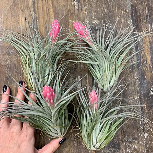 Tillandsia Cotton Candy | Pack 4 Plantas | Plantas del Aire Únicas | Algodón de Azúcar