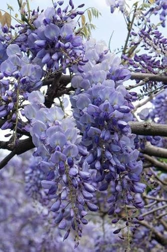 Chinesischer Blauregen – Wisteria sinensis 'Prolific' – 2 Pflanzen – Ø15cm – ca. 65cm hoch – Winterharte Kletterpflanze mit blau-lila Blütentrauben für Garten, Pergola & Zaun