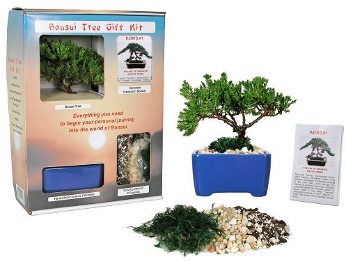 Live Japanese Juniper Tree Bonsai Tree Gift Kit !!!! Cannot Ship to CA California & HI Hawaii !!!