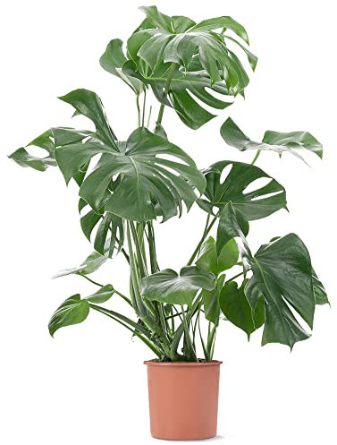 Extra Large Swiss Cheese Plant Indoor - 110-120cm Monstera Deliciosa - Large Indoor Plant - Live Air Purifying Plants - Mature Houseplant with Pot