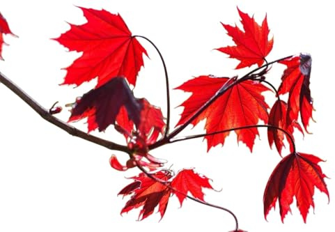 Planta Acer Rubrum. Arce Rojo. Altura 80-100 cm. En otoño adquiere tonalidades intensas de rojo, anaranjado y amarillo. Segura Garden.