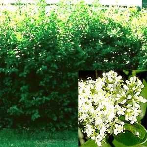 150 Liguster Stecklinge reichen für 30 Meter Hecke