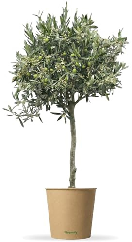 Bloomify® Olivenbaum Olivia | 80 bis 110 cm großes, mehrjähriges Olivenbaum-Stämmchen | geschützt winterharte und pflegeleichte Oliven-Pflanze für Terasse oder Balkon | sehr ertragreich