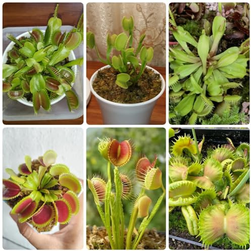 Semi di Venere acchiappamosche, giardino di carnivora, resistenti per il giardino esotiche da balcone semi rustici resistenti 150pcs