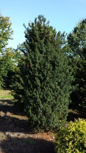 Becher Eibe Taxus media Hicksii 40-50 cm hoch mit Ballen