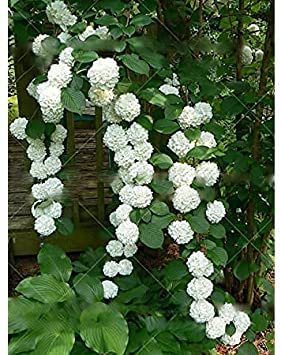 100 graines de semis de fleurs d'Ortensia rampicante : Graines