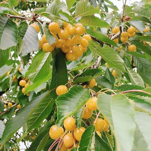kirsch, balkonpflanzen obstbäume exotische balkon steingartenpflanzen kaufen säulenobst winterhart balkongewächshäuser 180samen