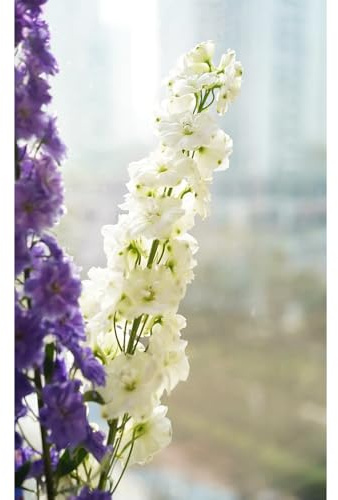 semillas resistentes de la planta delphinium - jardín de plantas, flores bellamente brillantes con semillas de bonsái, plantas en macetas decoración de jardín, decoración de sala de 350pcs