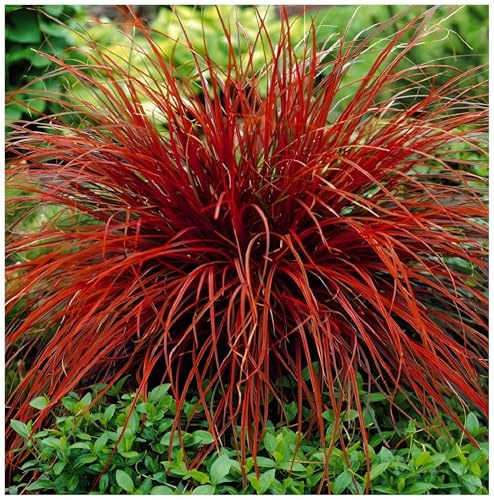 Stauden Gänge 10 x Uncinia rubra 'Firedance' Mahagonigras winterhart | Niedriges Ziergras für Sonne bis Halbschatten, Blüte Mai bis Juni, mehrjährig, 1 L Topf (11x11 cm)