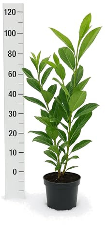 5st. Kirschlorbeer Novita 100-120cm Buschige Pflanzen XXL im Topf, Prunus laurocerasus Sichtschutz Kirschlorbeerhecke, Heckenpflanzen, immergrüne Hecke